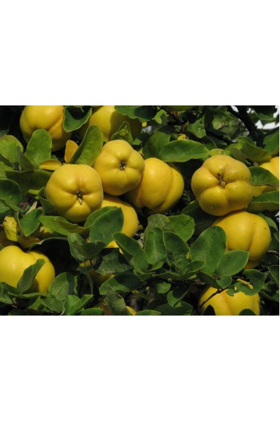 Айва яблуковидна Олена плоди